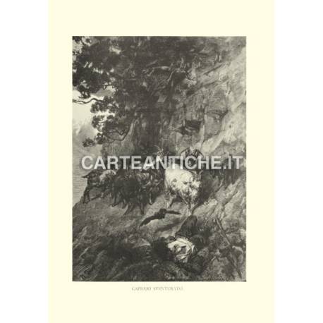 Svizzera: Caprajo Sventurato