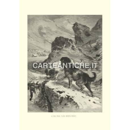 Veduta antica Svizzera: Cani del San Bernardo