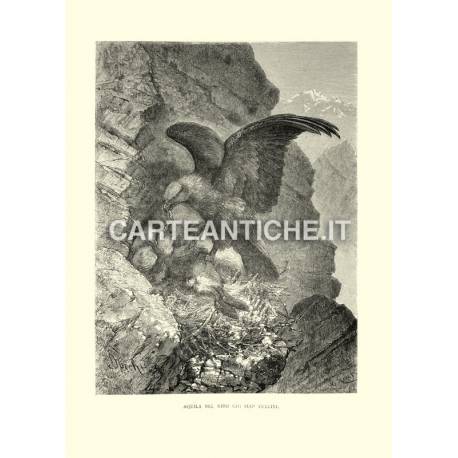 Aquila nel nido coi suoi pulcini