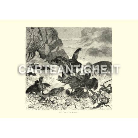 Battaglia di galli