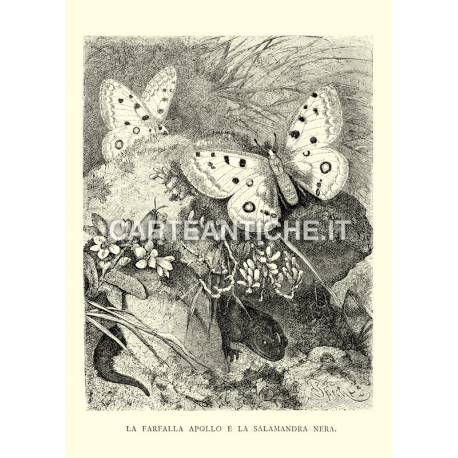 Farfalla Apollo e Salamandra nera