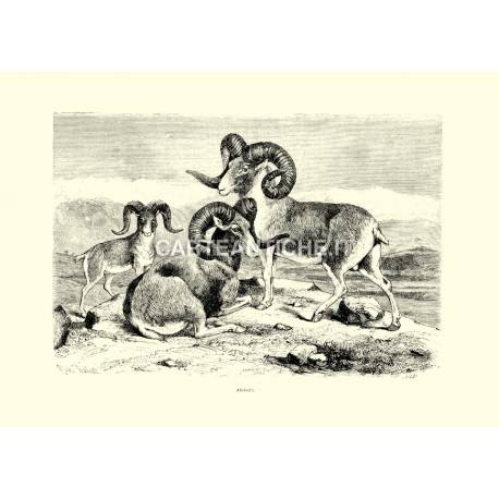 Argali