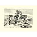 Argali