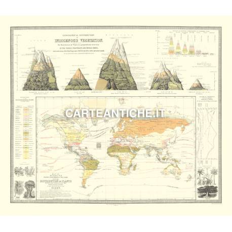 Carta antica: Vegetazione nel Mondo 03 - 1854